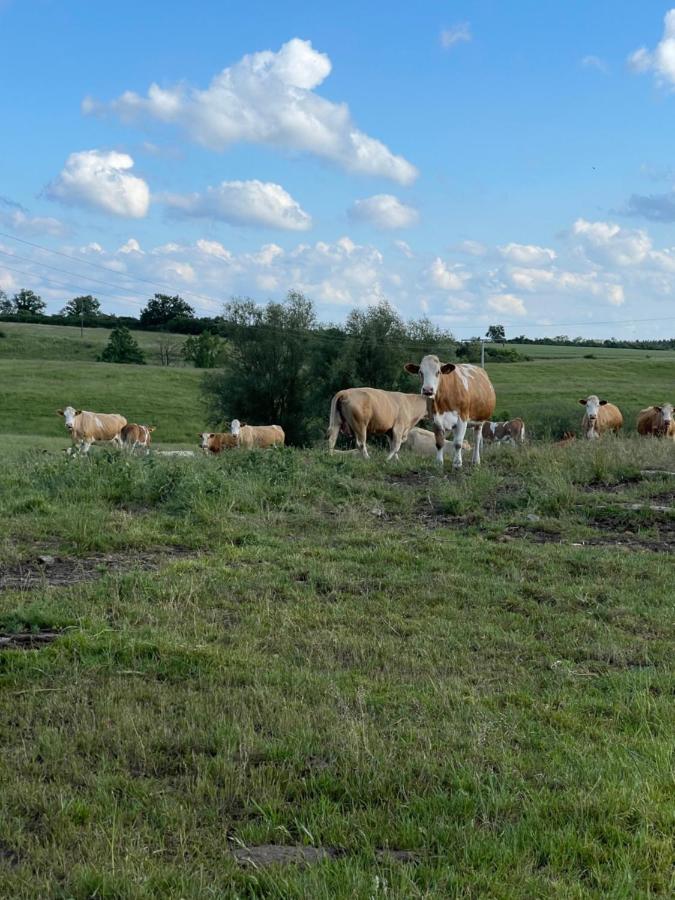 Naturnahes, Neu Moebl.Apartment, Hundefreundlich Neu Gaarz المظهر الخارجي الصورة